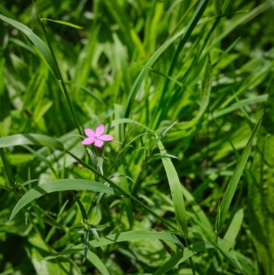 Silene gallica var. quinquevulnera at Wingecarribee Local Government Area - 11 Mar 2020 by Boobook38