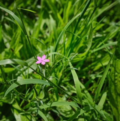 Silene gallica var. quinquevulnera at Cecil Hoskins Nature Reserve - 11 Mar 2020 by Boobook38