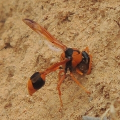 Delta bicinctum (Potter wasp) at Paddys River, ACT - 29 Dec 2019 by michaelb