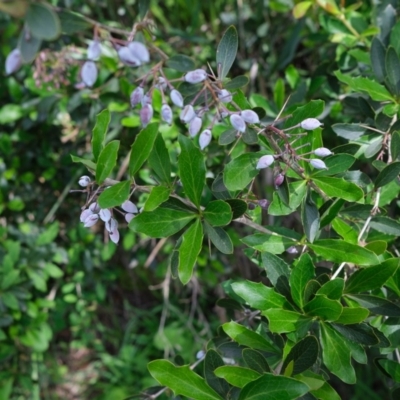 Unverified Other Shrub at Burradoo - 11 Mar 2020 by Boobook38