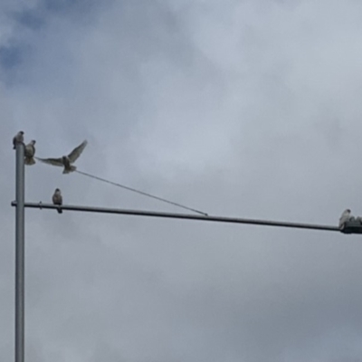 Cacatua sanguinea (Little Corella) at Bonner, ACT - 12 Mar 2020 by Allilt