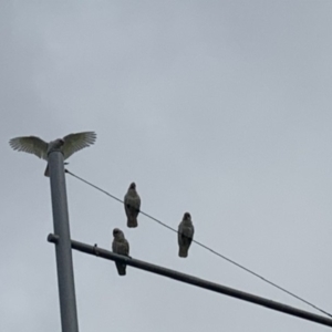 Cacatua sanguinea at Bonner, ACT - 12 Mar 2020 09:20 AM