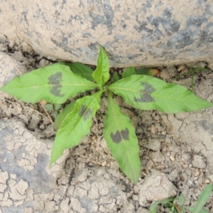 Persicaria decipiens at Paddys River, ACT - 29 Dec 2019 06:45 PM