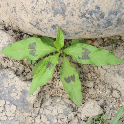 Persicaria decipiens (Slender Knotweed) at Paddys River, ACT - 29 Dec 2019 by MichaelBedingfield