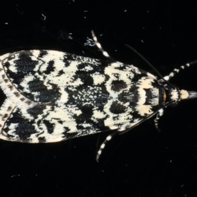 Scoparia exhibitalis (A Crambid moth) at Ainslie, ACT - 11 Mar 2020 by jbromilow50