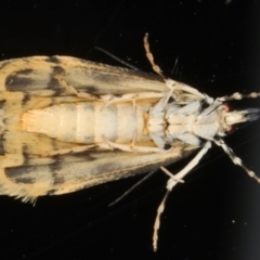 Scoparia exhibitalis at Ainslie, ACT - 11 Mar 2020