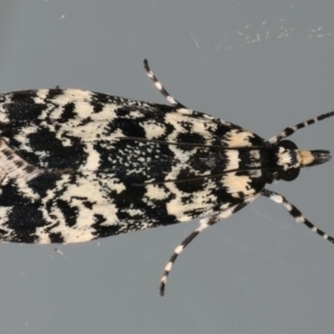 Scoparia exhibitalis at Ainslie, ACT - 11 Mar 2020