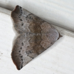 Mataeomera mesotaenia (Large Scale Moth) at Ainslie, ACT - 11 Mar 2020 by jb2602