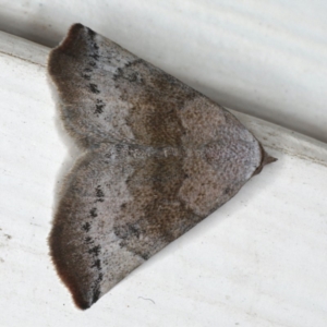 Mataeomera mesotaenia at Ainslie, ACT - 11 Mar 2020