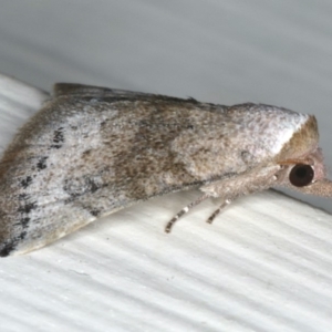 Mataeomera mesotaenia at Ainslie, ACT - 11 Mar 2020