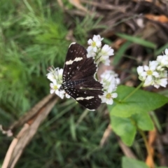 Idalima affinis (A day flying moth) at Lower Boro, NSW - 6 Mar 2020 by mcleana