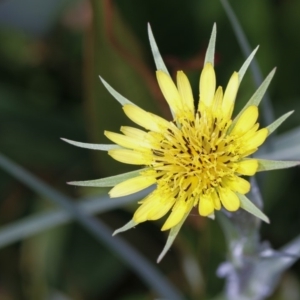 Tragopogon dubius at Bruce, ACT - 12 Jan 2012