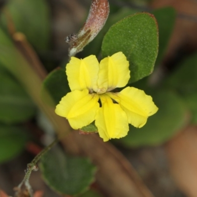 Goodenia hederacea subsp. hederacea (Ivy Goodenia, Forest Goodenia) at Bruce Ridge to Gossan Hill - 16 Jan 2012 by Bron