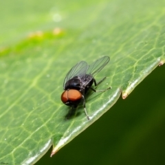 Platypezidae sp. (family) (Unidentified platypezid fly) at ANBG - 12 Mar 2020 by Roger
