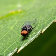 Platypezidae (family) (Unidentified platypezid fly) at Acton, ACT - 12 Mar 2020 by Roger