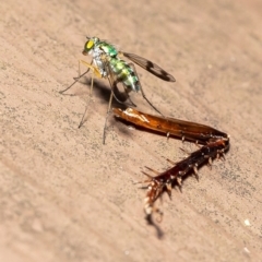 Austrosciapus connexus (Green long-legged fly) at ANBG - 10 Mar 2020 by Roger