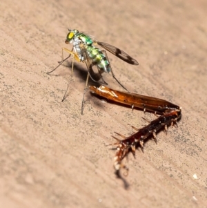 Austrosciapus connexus at Acton, ACT - 10 Mar 2020