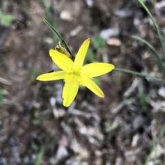 Tricoryne elatior (Yellow Rush Lily) at Dunlop, ACT - 11 Mar 2020 by Jubeyjubes