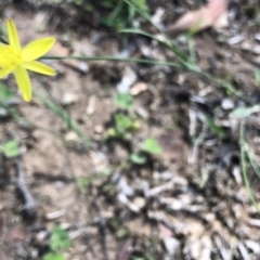 Tricoryne elatior at Dunlop, ACT - 11 Mar 2020