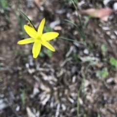 Tricoryne elatior at Dunlop, ACT - 11 Mar 2020