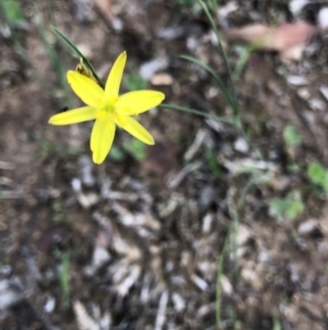 Tricoryne elatior at Dunlop, ACT - 11 Mar 2020