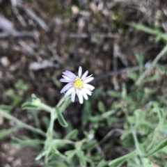 Vittadinia cuneata var. cuneata (Fuzzy New Holland Daisy) at Aranda Bushland - 11 Mar 2020 by Jubeyjubes