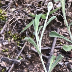 Vittadinia cuneata var. cuneata at Dunlop, ACT - 11 Mar 2020