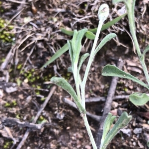 Vittadinia cuneata var. cuneata at Dunlop, ACT - 11 Mar 2020