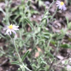 Vittadinia cuneata var. cuneata at Dunlop, ACT - 11 Mar 2020