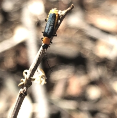 Chauliognathus tricolor (Tricolor soldier beetle) at Aranda, ACT - 11 Mar 2020 by Jubeyjubes