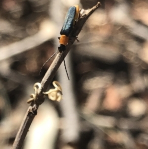 Chauliognathus tricolor at Aranda, ACT - 12 Mar 2020