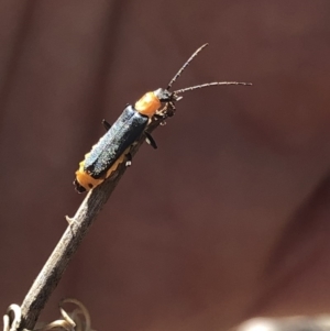 Chauliognathus tricolor at Aranda, ACT - 12 Mar 2020 09:58 AM