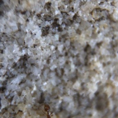 Monomorium sp. (genus) (A Monomorium ant) at Aranda, ACT - 12 Mar 2020 by Jubeyjubes