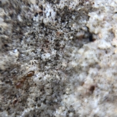 Monomorium sp. (genus) at Aranda, ACT - 12 Mar 2020