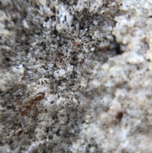 Monomorium sp. (genus) at Aranda, ACT - 12 Mar 2020