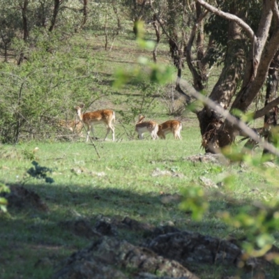 Dama dama (Fallow Deer) at Gigerline Nature Reserve - 11 Mar 2020 by SandraH