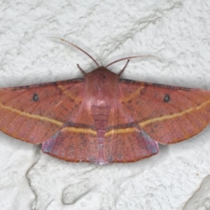 Oenochroma vinaria at Ainslie, ACT - 18 Dec 2019