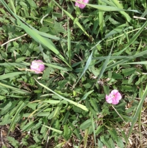 Convolvulus angustissimus subsp. angustissimus at Hughes, ACT - 12 Mar 2020