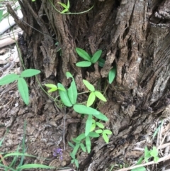 Glycine tabacina (Variable Glycine) at Wingecarribee Local Government Area - 10 Mar 2020 by KarenG