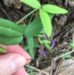 Glycine tabacina at Bowral, NSW - 10 Mar 2020 11:41 AM