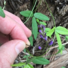 Glycine tabacina at Bowral, NSW - 10 Mar 2020 11:41 AM