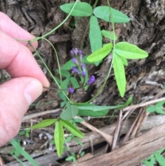 Glycine tabacina at Bowral, NSW - 10 Mar 2020 11:41 AM