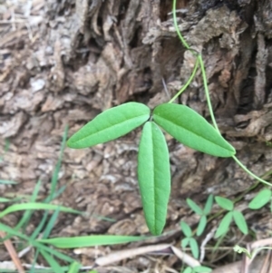 Glycine tabacina at Bowral, NSW - 10 Mar 2020 11:41 AM