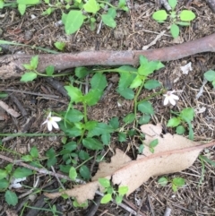 Lobelia purpurascens (White Root) at Bowral, NSW - 10 Mar 2020 by KarenG