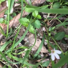 Lobelia purpurascens at Bowral - 10 Mar 2020