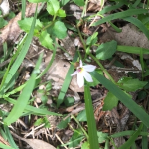 Lobelia purpurascens at Bowral - 10 Mar 2020 11:24 AM