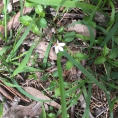 Lobelia purpurascens at Bowral - 10 Mar 2020 11:24 AM