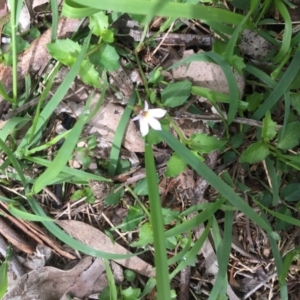 Lobelia purpurascens at Bowral - 10 Mar 2020