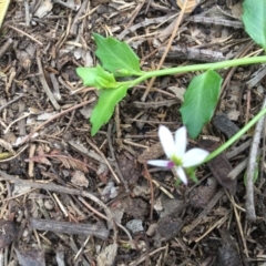 Lobelia purpurascens at Bowral - 10 Mar 2020