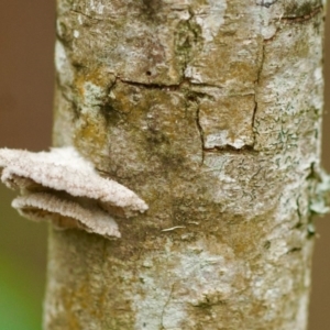 Schizophyllum commune at Berry, NSW - 20 Feb 2020 12:31 PM